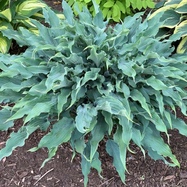 Large green leafy plant with a dark brown mulched ground in the background