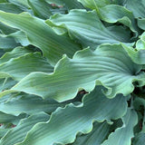 Hosta 'Wild Imagination'