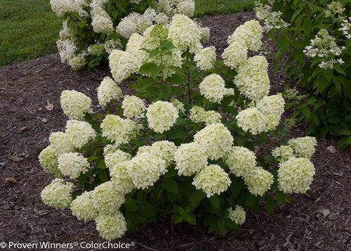 Hydrangea paniculata 'Little Lime®'