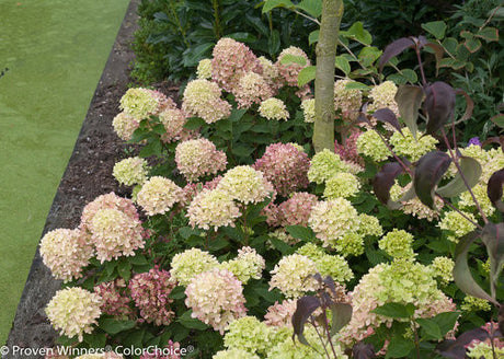 Hydrangea paniculata 'Little Lime®'