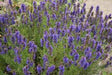 Hyssop officinalis