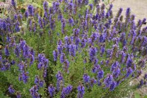 Hyssop officinalis