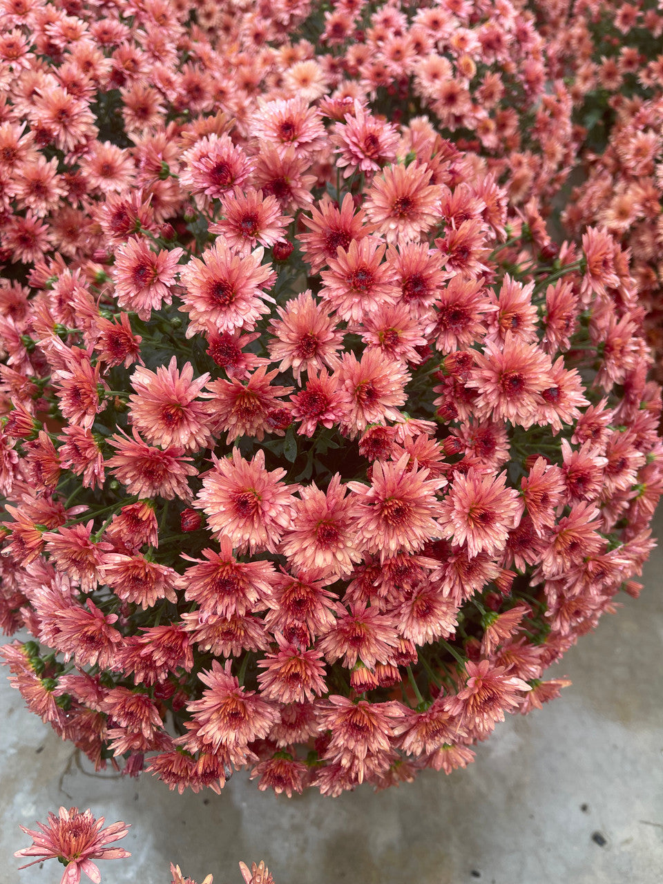 Chrysanthemum 'Carousel Blushing Salmon'