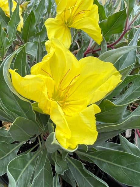 Oenothera macrocarpa 'SILVER BLADE®'