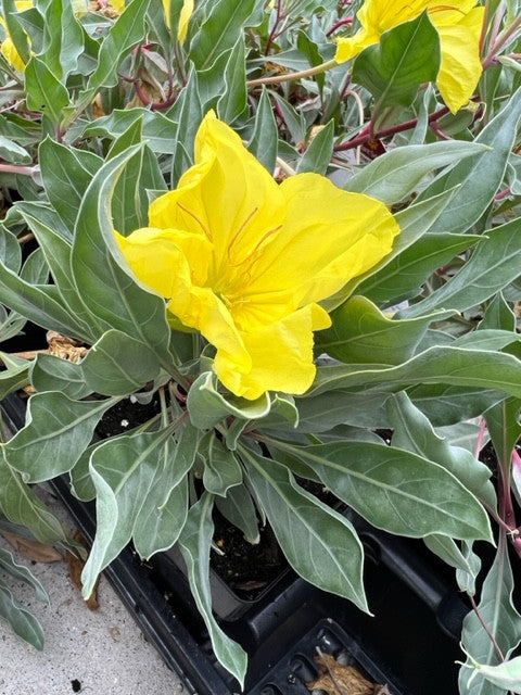 Oenothera macrocarpa SILVER BLADE®