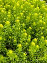 succulent angelina Sedum rupestre 'Angelina' – Romence Gardens & Greenhouses