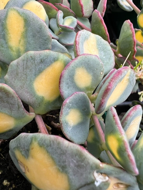 Sedum 'Mediovariegatum