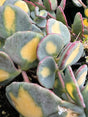 Sedum 'Mediovariegatum