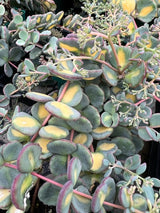 Sedum 'Mediovariegatum