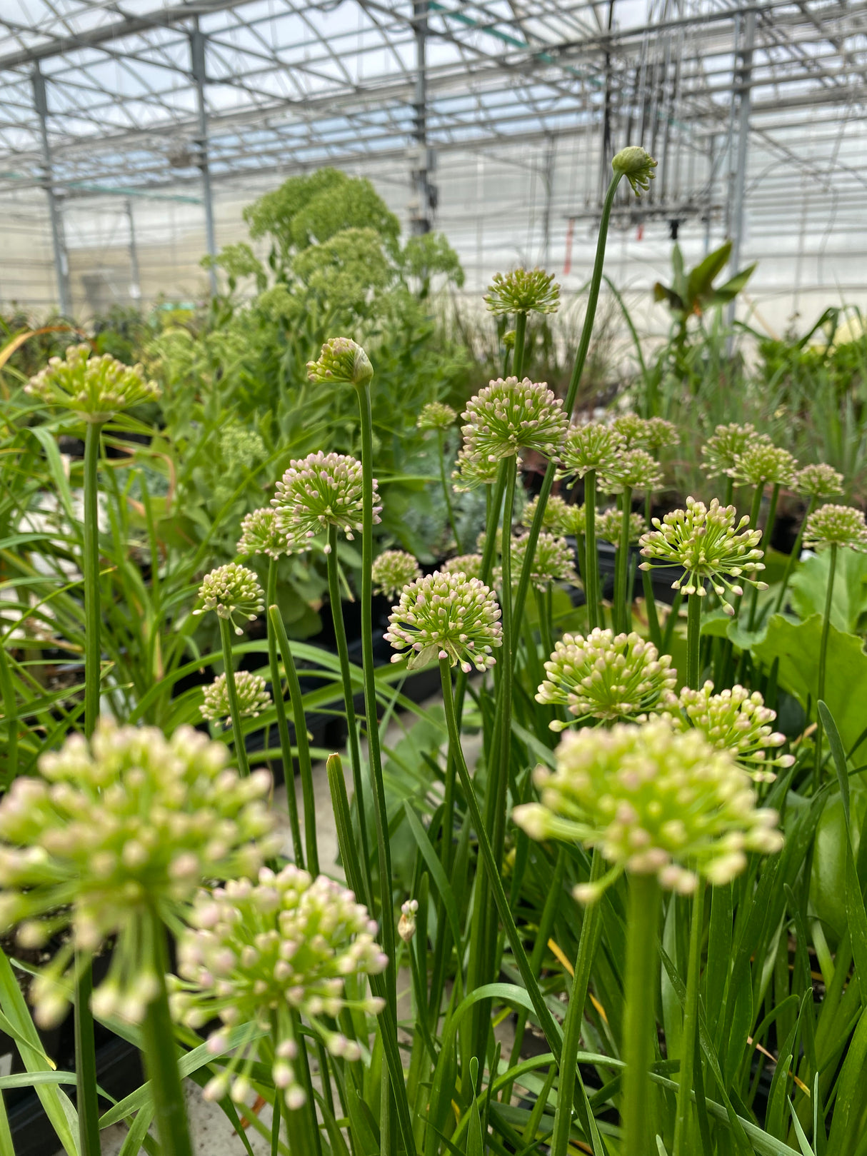 Allium 'Cobalt Millenium'