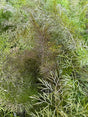 Bronze leaf fennel