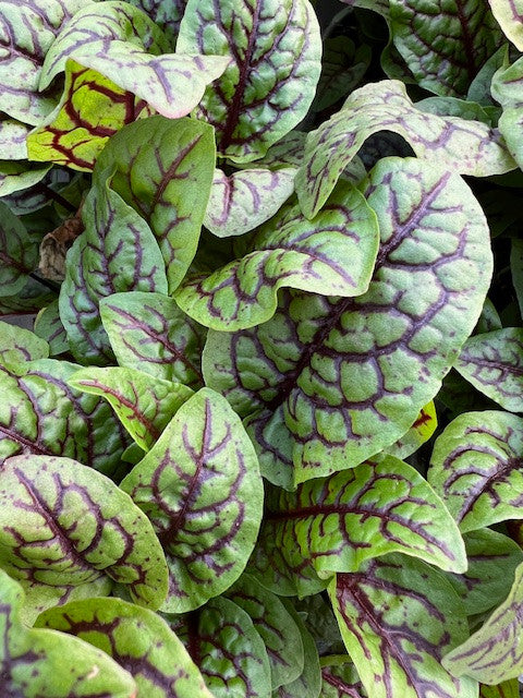 Red Veined Sorrel