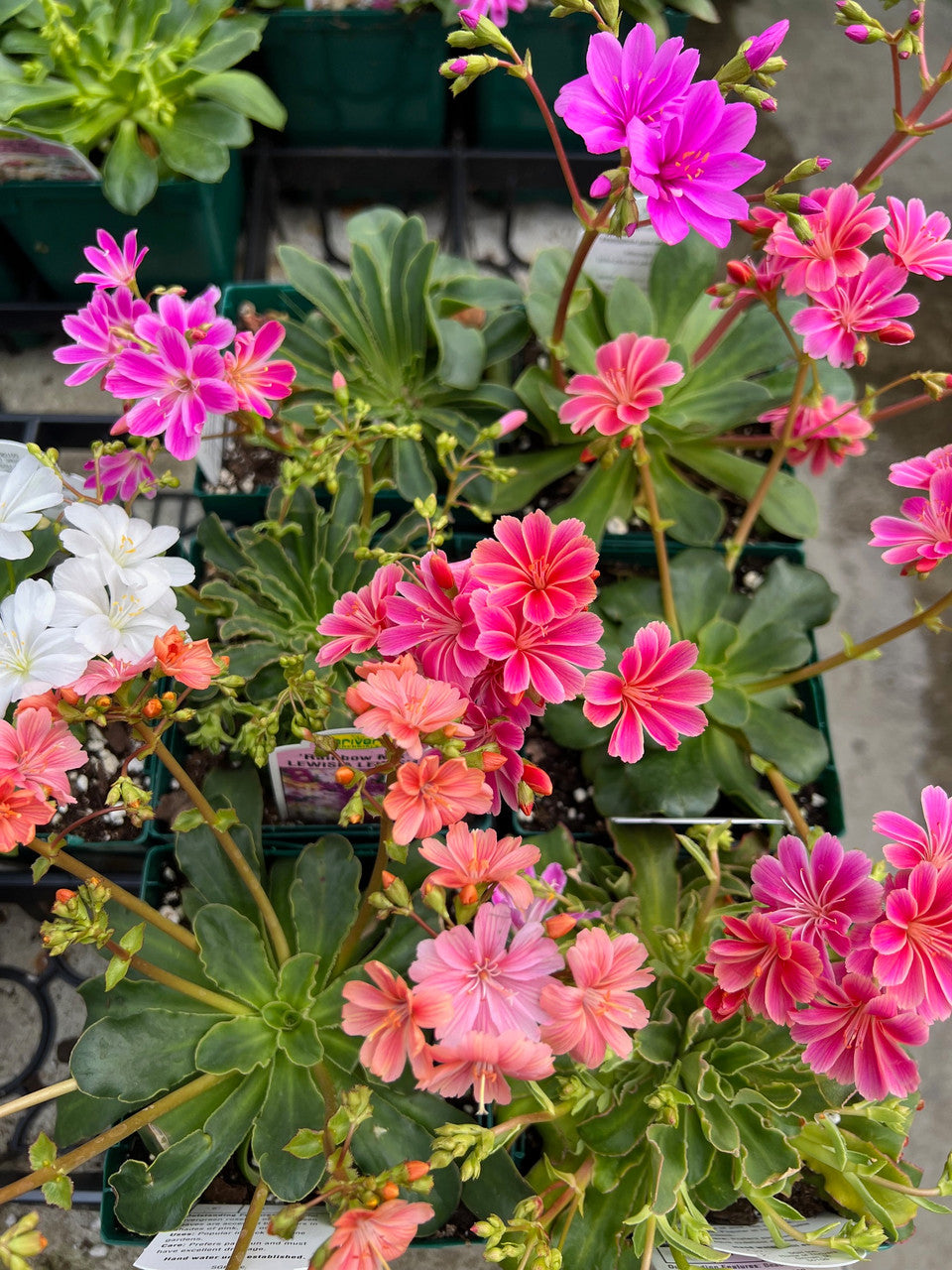 Lewisia Rainbow Mix