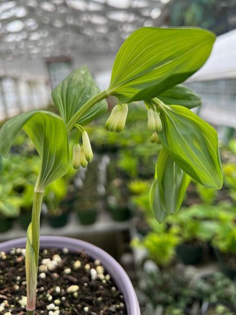 Polygonatum biflorum commutatum