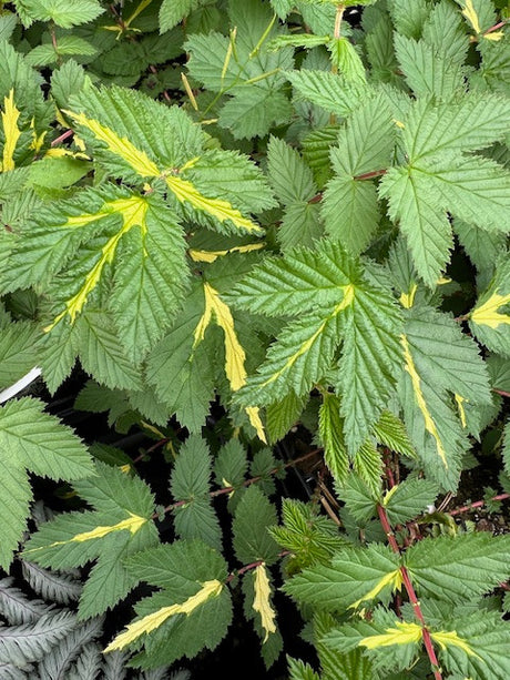 Filipendula ulmaria ‘Variegata’