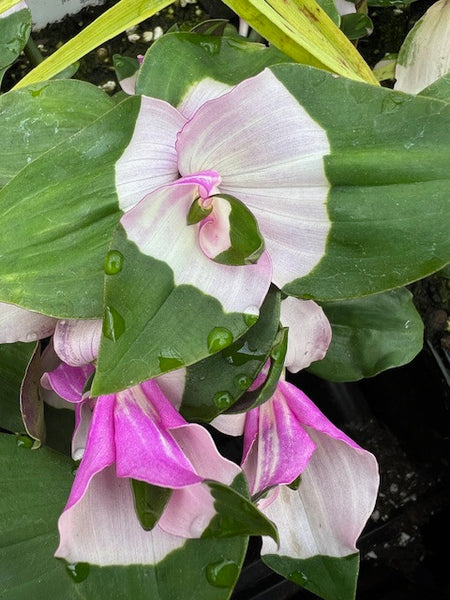 blushing bride plant indoor Tradescantia 'Blushing Bride'