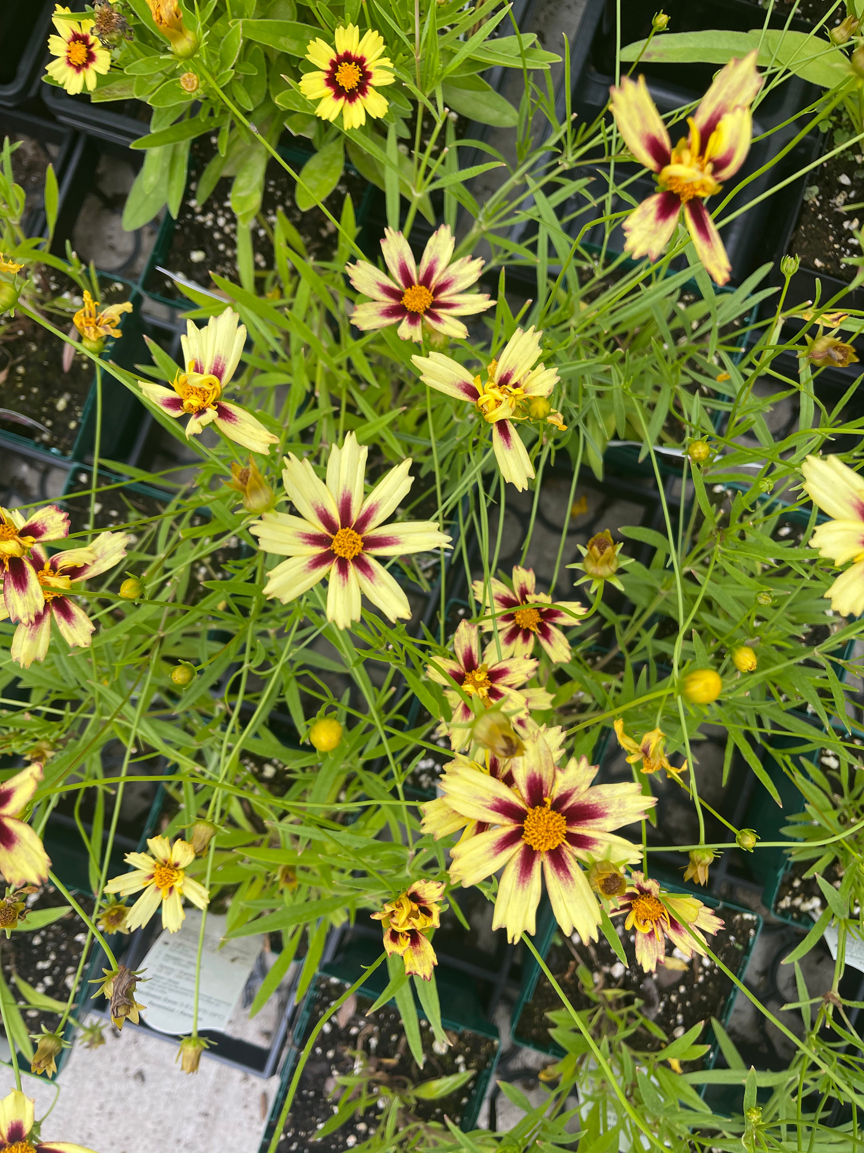 Coreopsis Li'l Bang - Thumbnail 5