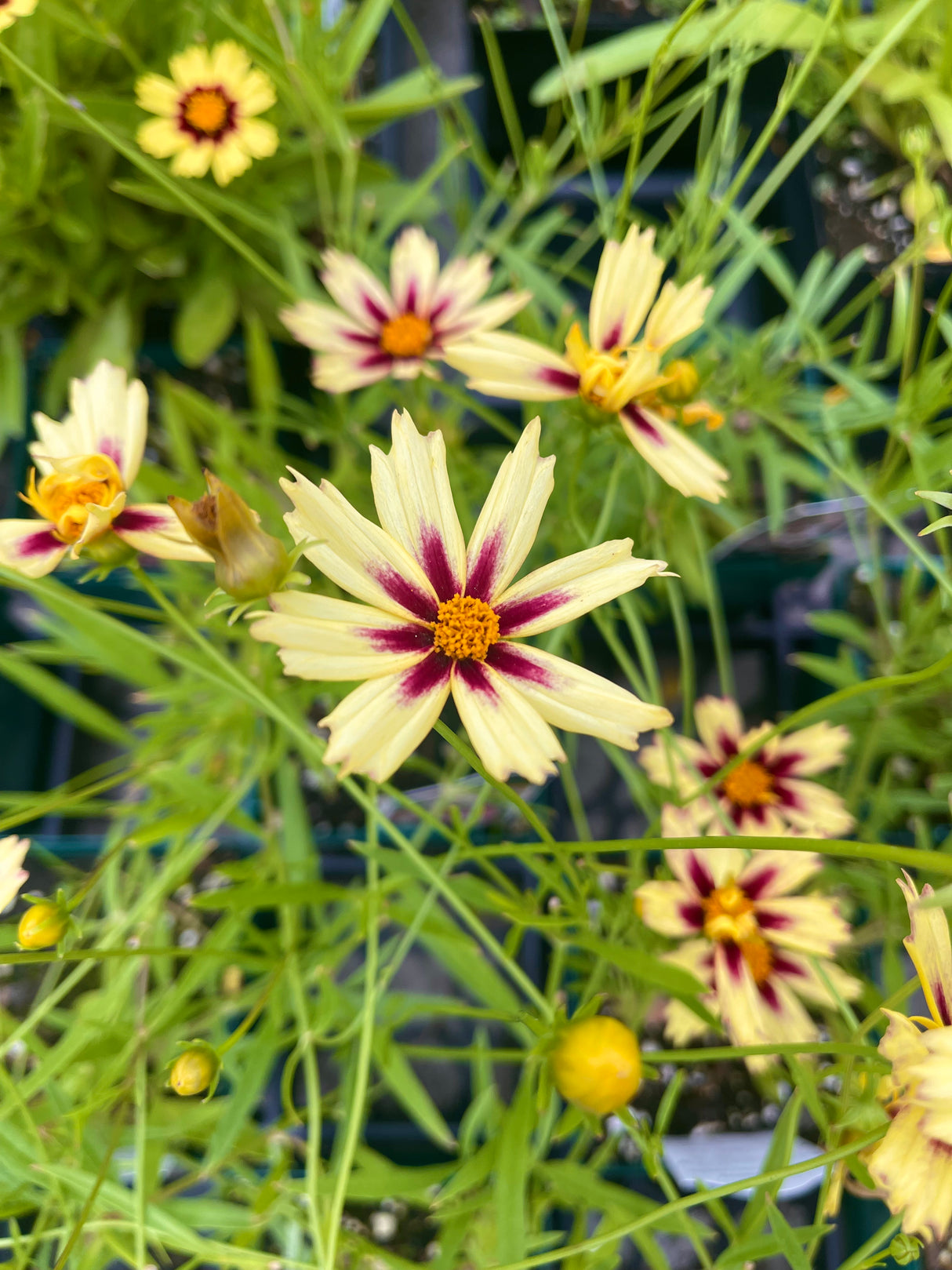 Coreopsis LI'L BANG Series 'Starlight'