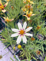 Coreopsis LI'L BANG Series 'Starlight'