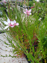 Gaura lindheimeri 'Siskiyou Pink'
