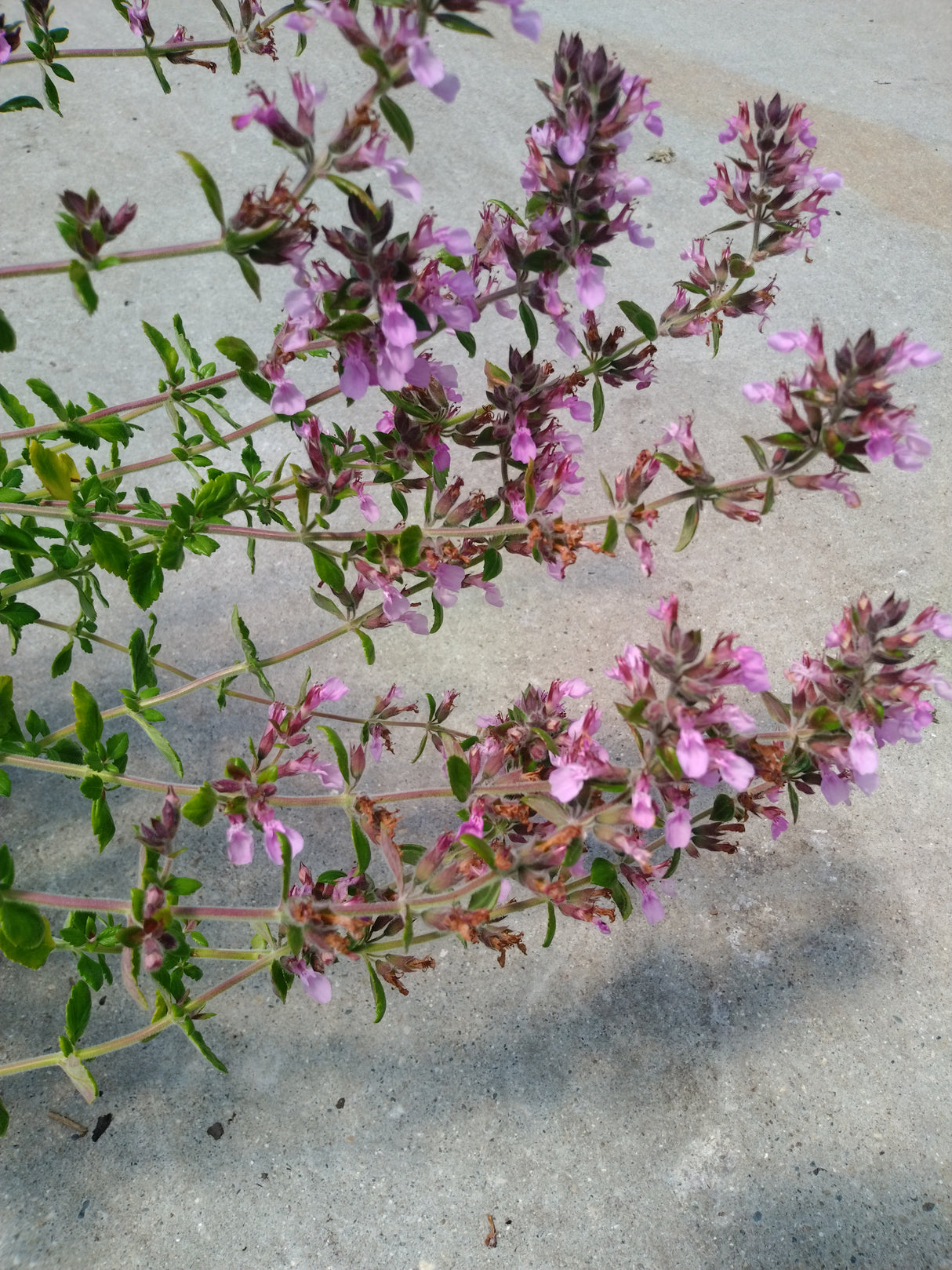 Teucrium chamaedrys