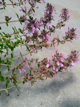 Teucrium chamaedrys