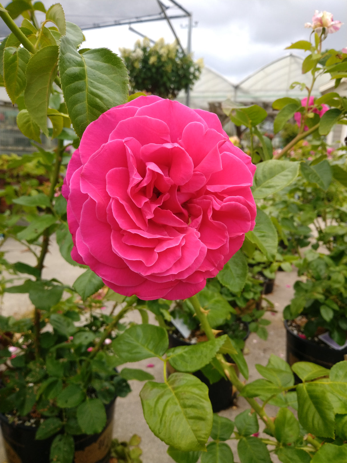 Rose 'Nothing But Class'