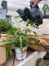 Black Cat Watering Can