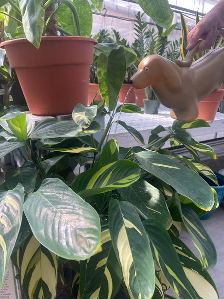 Dachshund Watering Can