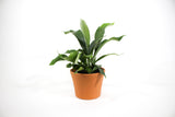 Staghorn Fern in pot