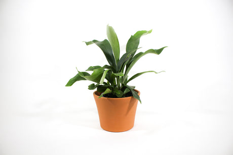 Staghorn Fern in pot