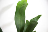 Staghorn Fern close up