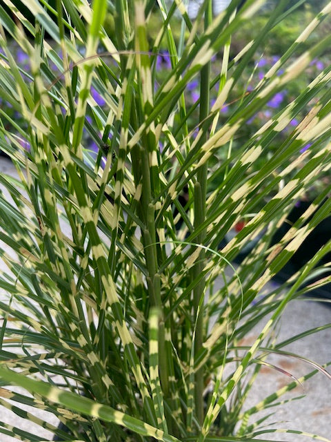 Miscanthus sinensis 'Bandwidth™'