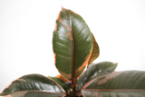 Ficus Elastica 'Ruby' - Rubber Plant