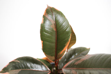 Ficus Elastica 'Ruby' - Rubber Plant