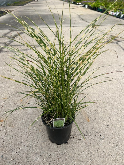 Miscanthus sinensis 'Bandwidth™'