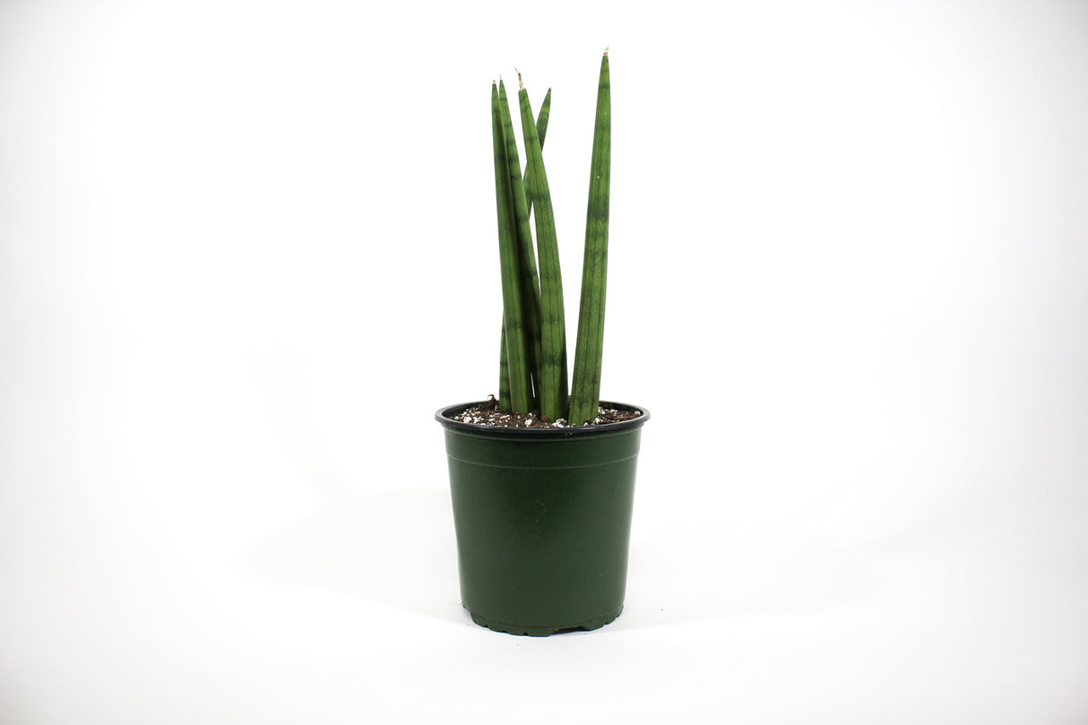 Sansevieria cylindrica