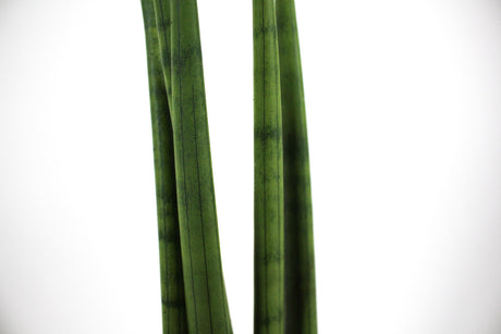 Sansevieria cylindrica