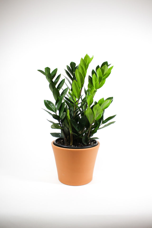 Zamioculcas zamiifolia - ZZ Plant