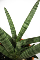 Starfish Snake Plant - Sansevieria boncel