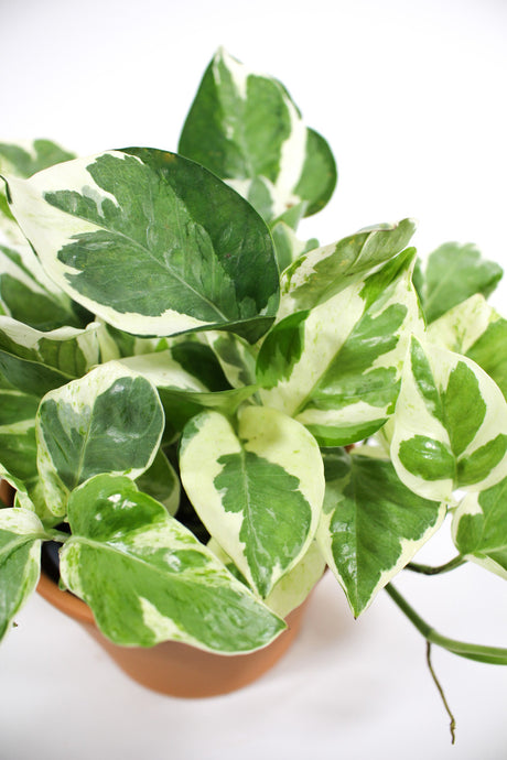 Pothos 'N'Joy'