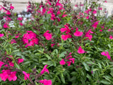 Salvia greggii 'Wild Thing'