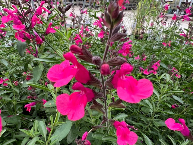 Salvia greggii 'Wild Thing'