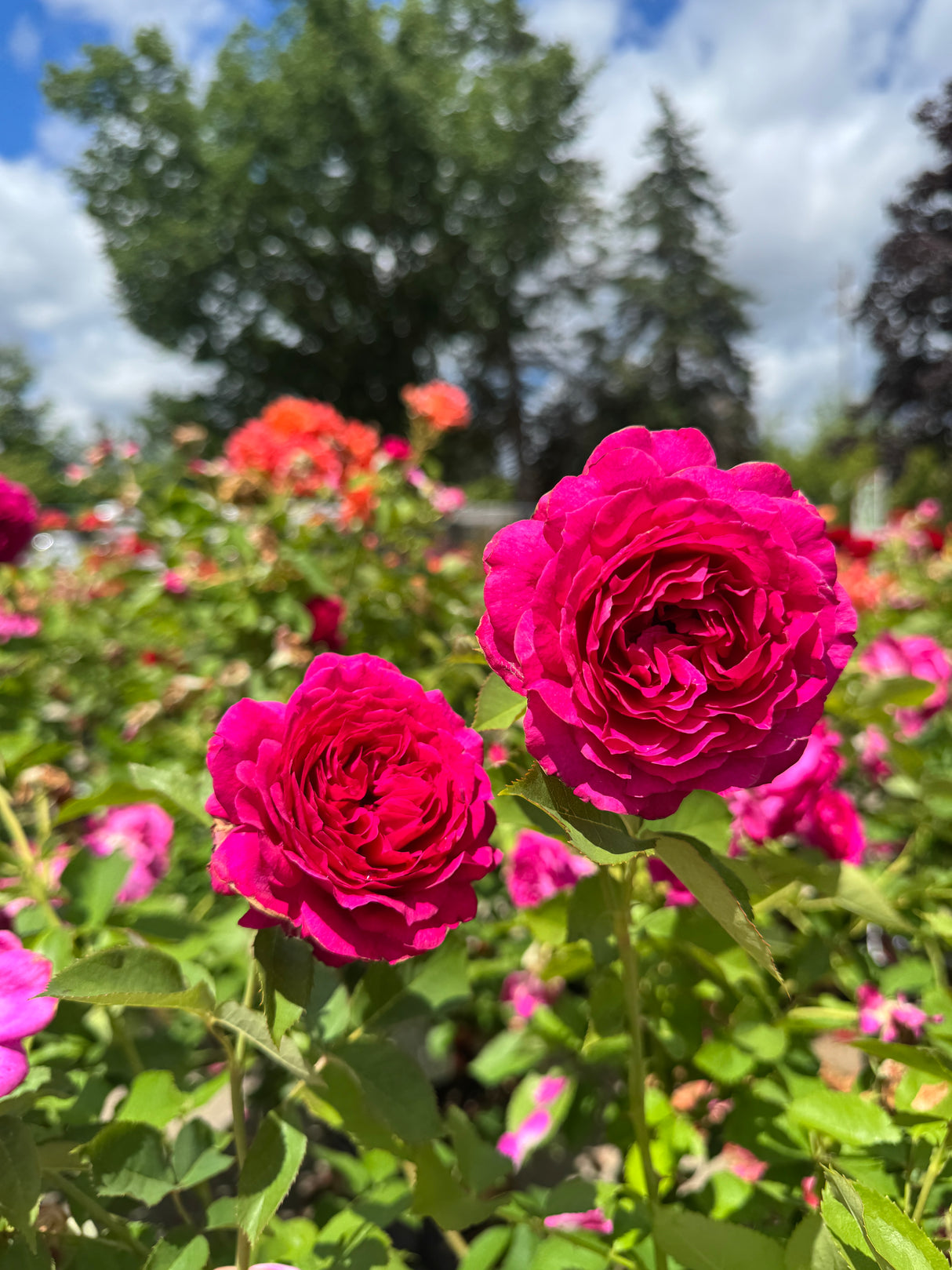 Rose 'Light Years Away'
