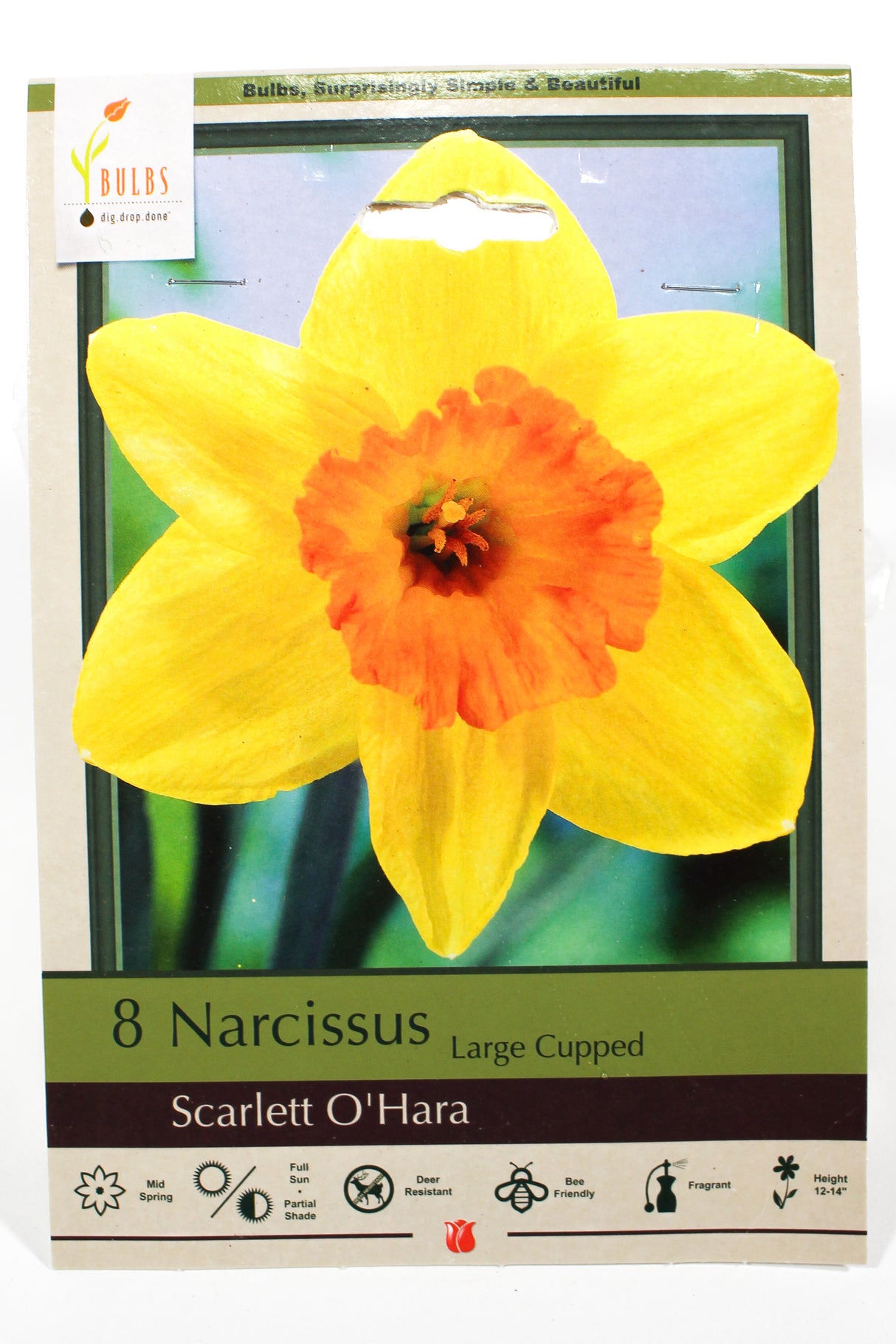 Narcissus 'Scarlett O'Hara' - Bulbs