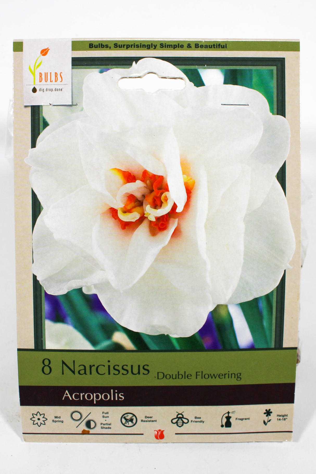 Narcissus 'Acropolis' - Bulbs