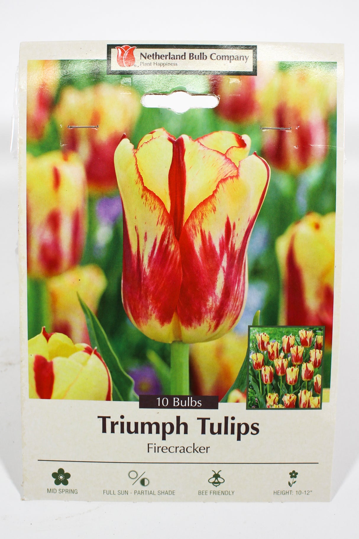 Tulips 'Firecracker' - Bulbs