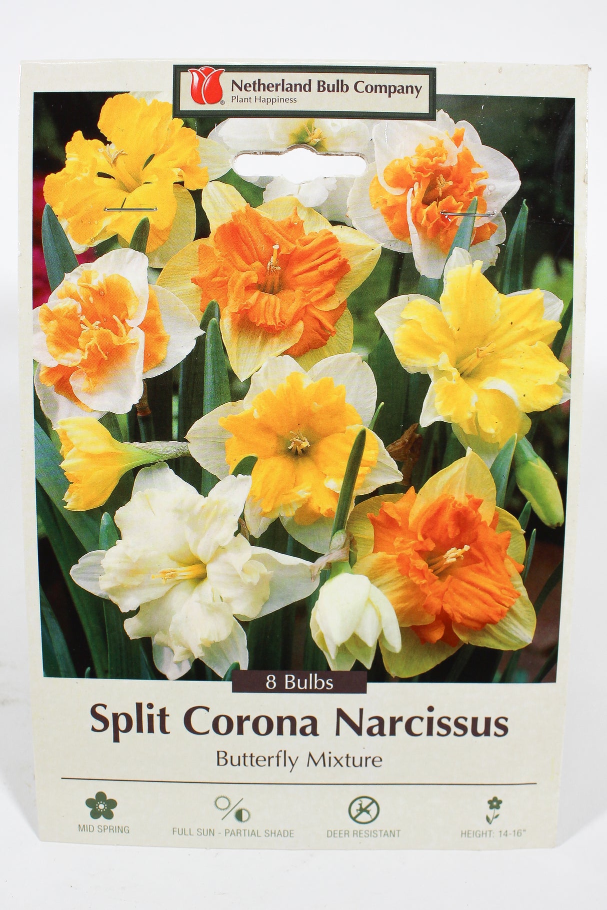 Narcissus 'Butterfly Mixture' - Bulbs