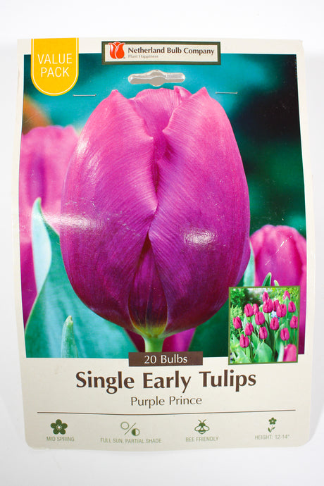 Tulips 'Purple Prince' - Bulbs