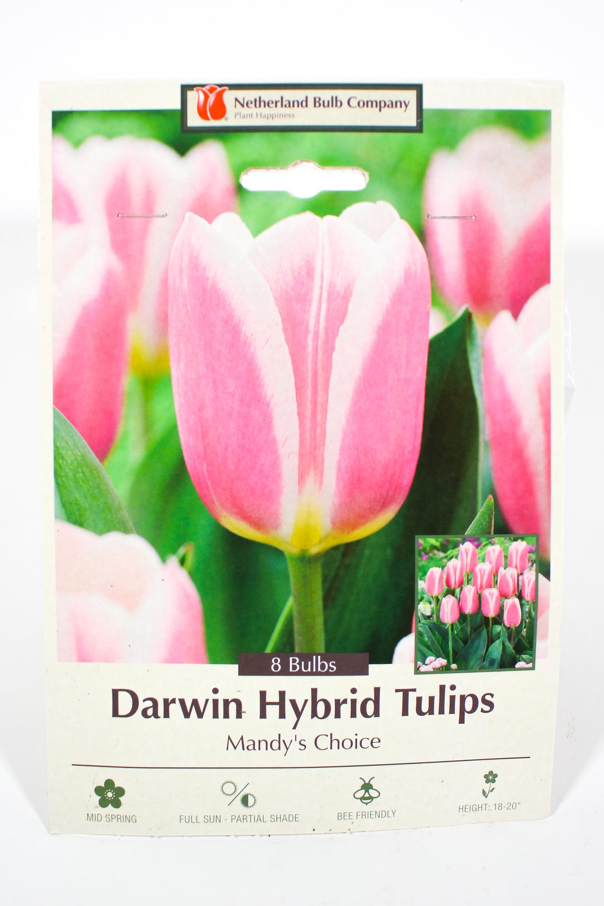 Tulip 'Mandy's Choice' - Bulbs